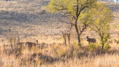 Zebras on the lookout