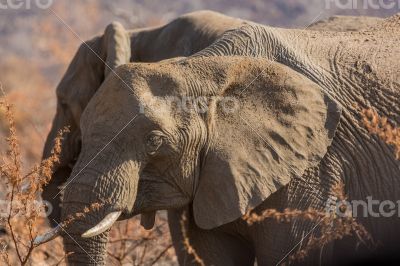 Elephants in the wild