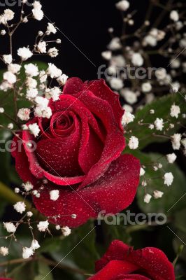 Red rose