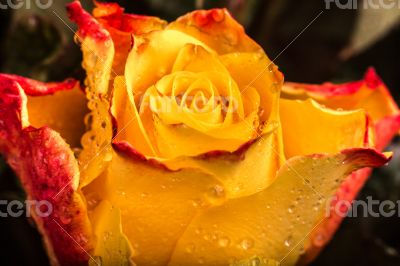 Rose