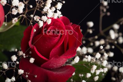 Red rose