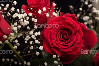 Red rose
