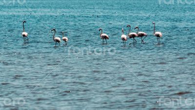 Wading flamingos