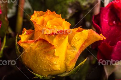 Rose