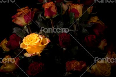 Yellow rose