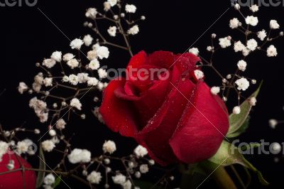 Red rose