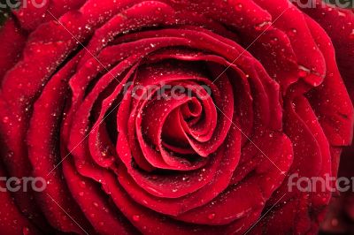 Red rose