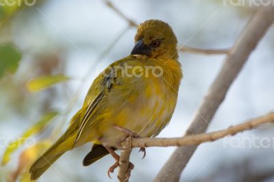 Abyssinian Citril