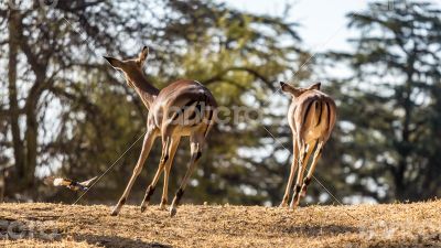 Springboks on the run