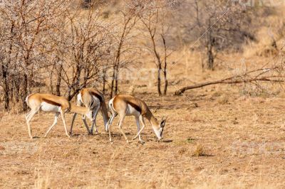 Springbok