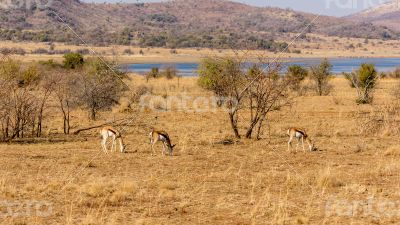 Springbok