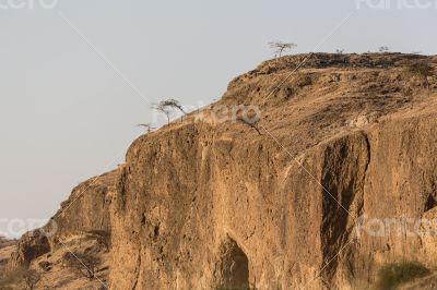 Trees on a rocky hill