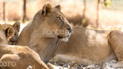 Lioness with her cubs