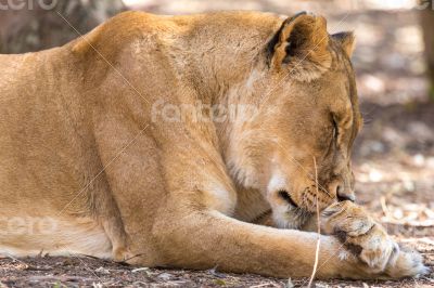 Sleepy Lioness