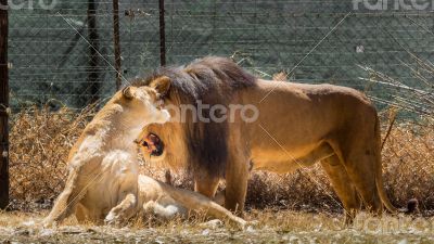 Lion kind of love
