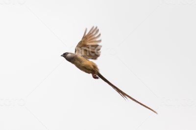 Speckled Mousebird in flight