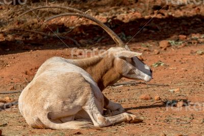 Arabian Oryx