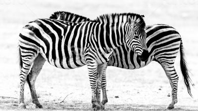Zebras