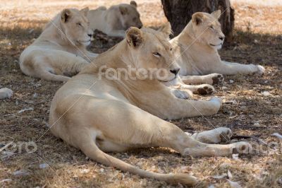 White lions