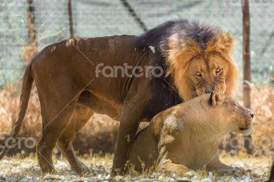 Lion kind of love