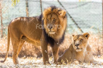 Lion couple