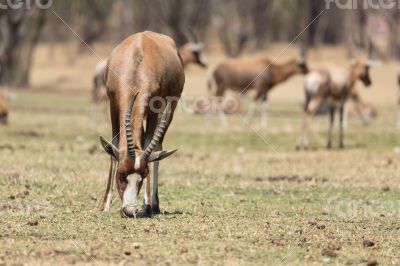 Blesbok