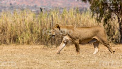 Lioness
