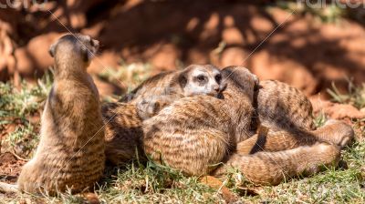 Meerkats