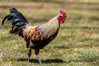 Strolling rooster 