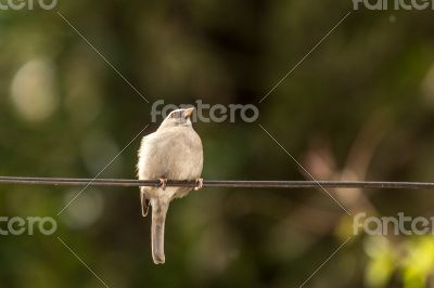 Bird on a wire