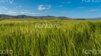Teff field