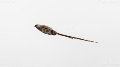 Speckled Mousebird in flight