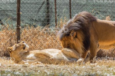 Lion kind of love