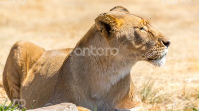 Lioness