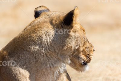 Lioness