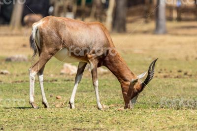 Blesbok