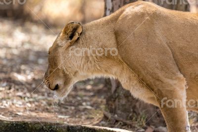 Lioness drinking water