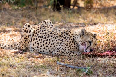 Cheetah 