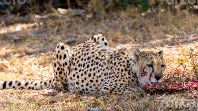 Cheetah 