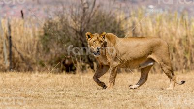 Lioness