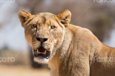 Lioness