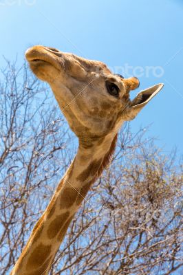 Portrait of a giraffe