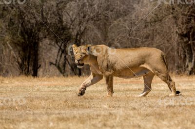 Lioness