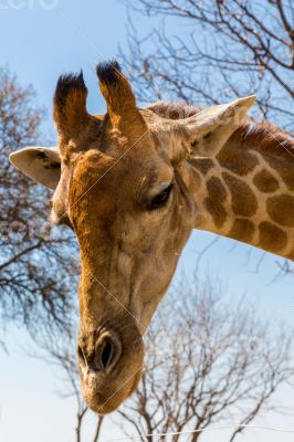 Portrait of a giraffe