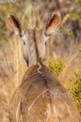 Bushbuck
