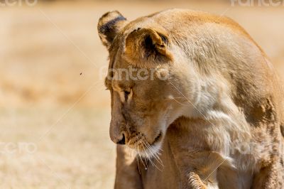 Lioness