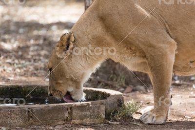 Lioness drinking water