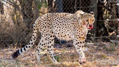 Cheetah 