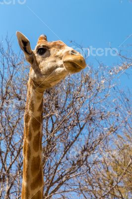 Portrait of a giraffe