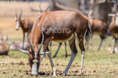 Blesbok